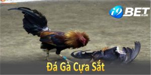 đá gà cựa sắt