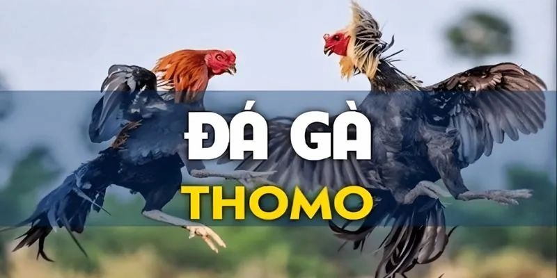 đá gà thomo i9bet