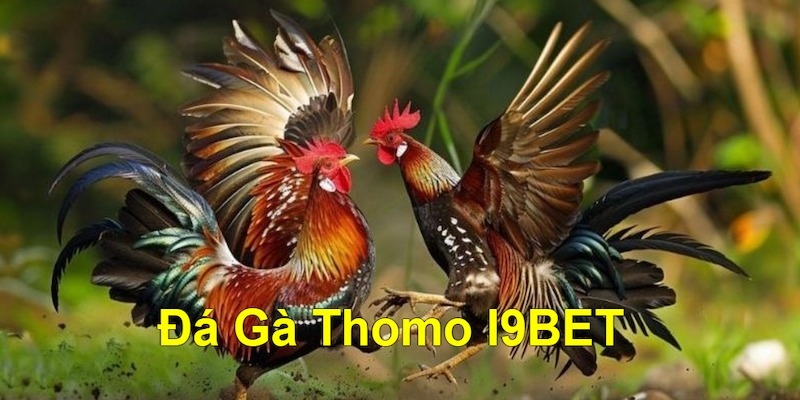 Đá gà Thomo chay với võ sĩ thi đấu mà không trang bị thêm cựa