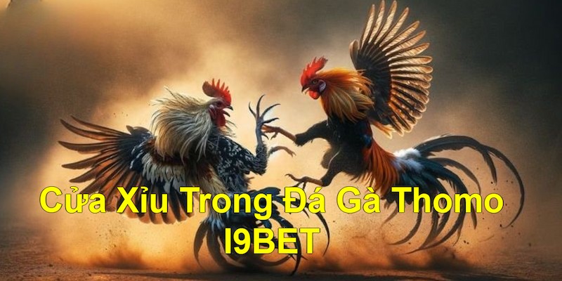 Đá gà Thomo sở hữu nhiều cửa cược hấp dẫn