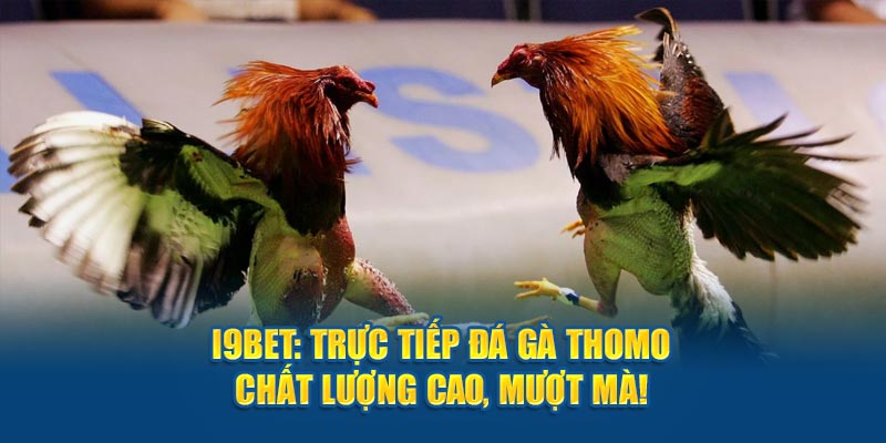 Thử thách đá gà nhận thưởng cực khủng