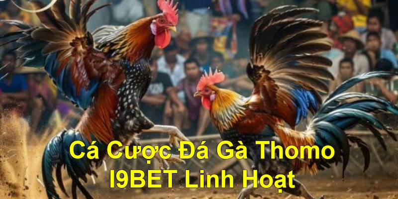 Tính năng cá cược linh hoạt của đá gà Thomo